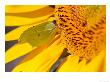 Brimstone Butterfly, Feeding On A Sunflower, West Berkshire, Uk by Philip Tull Limited Edition Print