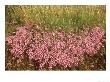 Wild Thyme, Flowering, Uk by Mark Hamblin Limited Edition Print