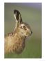 Brown Hare, Adult Portrait, Scotland by Mark Hamblin Limited Edition Print