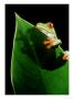 Red-Eyed Treefrog, Agalychnis Callidryas by John Netherton Limited Edition Print