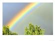 Rainbow Over Trees, Cairngorms National Park, June, Scotland by Mark Hamblin Limited Edition Print
