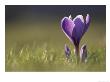 Crocus, Flower Backlit, Scotland by Mark Hamblin Limited Edition Pricing Art Print