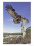 Golden Eagle, Adult Landing, Scotland by Mark Hamblin Limited Edition Print