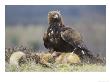 Golden Eagle, Adult Feeding On Red Fox, Scotland by Mark Hamblin Limited Edition Pricing Art Print