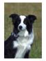 Border Collie, Portrait Of Nine Month-Old Dog by Mark Hamblin Limited Edition Print