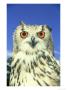 Bengal Eagle Owl, Bubo Bengalensis by Mark Hamblin Limited Edition Print