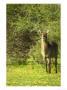 Waterbuck, Mashatu Game Reserve, Botswana by Roger De La Harpe Limited Edition Print