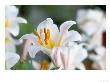 Regal Lily, Lilium Regale by Steffen Hauser Limited Edition Print