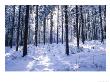 Forest In Winter, Alsace, France by Philippe Henry Limited Edition Print