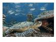 Green Sea Turtle, With Bigeye Jacks, Sipidan, Malaysia by David B. Fleetham Limited Edition Print