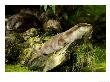 Pair Of Otters Relaxing On Low Boughs Of A Willow Tree, Earsham, Uk by Elliott Neep Limited Edition Print