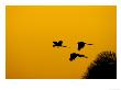 Hyacinth Macaws, Parrots In Flight At Sunrise, Brazil by Roy Toft Limited Edition Print