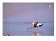 Jamess Flamingo, Slippery Landing, Laguna Colorada, Bolivia by Mark Jones Limited Edition Print