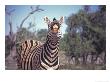 Burchells Zebra, Showing Teeth, Namibia by Chris And Monique Fallows Limited Edition Print