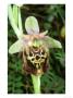 Spider Orchid, Rhodes by Bob Gibbons Limited Edition Pricing Art Print