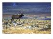 Rocky Mountain Elk, Yellowstone National Park, Usa by Mark Hamblin Limited Edition Pricing Art Print