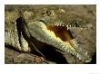 Orinoco Crocodile, Crocodylus Intermedius, Endangered Species by Brian Kenney Limited Edition Print