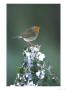 Robin On Ivy-Covered Stump In Snow, Uk by Mark Hamblin Limited Edition Print
