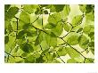 Beech Leaves In Spring, Fagus Sylvatica by Iain Sarjeant Limited Edition Print