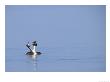 Great-Crested Grebes, Performing Courtship Ritual Dance, Lake Geneva, Switzerland by Elliott Neep Limited Edition Print