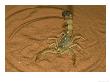 Yellow Desert Scorpion, Androctonus Australis Venomous Africa & Middle East by Brian Kenney Limited Edition Print