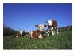 Hereford Cattle, Calves In Grass Meadow, Uk by Mark Hamblin Limited Edition Print
