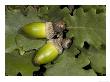 Quercus Petraea, Sessile Oak Acorns And Leaves by Bob Gibbons Limited Edition Print