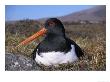 Oystercatcher, Close-Up Of Adult Incubating Eggs, South Uist, Scotland by Mark Hamblin Limited Edition Print