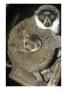 Mongoose Lemur, Female With Female Infant, Dupc by David Haring Limited Edition Print