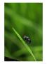 Green Bottle Fly On Grass Stem, London, Uk by Elliott Neep Limited Edition Pricing Art Print