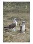 Blue Footed Booby, Shading Eggs From Hot Sun, Galapagos by Mark Jones Limited Edition Print