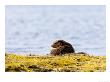 European Otter, Female On Seaweed Covered Rocks, Scotland by Elliott Neep Limited Edition Print