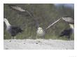 Waved Albatross, Take Off, Espanola Island, Galapagos by Mark Jones Limited Edition Pricing Art Print