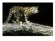 Clouded Leopard, Neofelis Nebulosa Malaysia by Alan And Sandy Carey Limited Edition Pricing Art Print