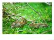 Rabbits, Pair by David Boag Limited Edition Pricing Art Print