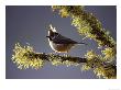 Crested Tit, Adult Perched On Lichen-Covered Perch, Scotland by Mark Hamblin Limited Edition Print