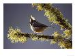 Crested Tit, Adult Perched On Lichen-Covered Perch, Scotland by Mark Hamblin Limited Edition Pricing Art Print