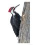Pileated Woodpecker, Ile Bizard Nature Park, Quebec, Canada by Robert Servranckx Limited Edition Print