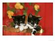 Tuxedo Kitten, Pair In Autumn by Alan And Sandy Carey Limited Edition Print
