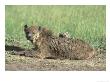 Spotted Hyena, Female & Young At Den Site, Maasai Mara by Alan And Sandy Carey Limited Edition Print