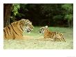 Bengal Tiger, With Cub by Alan And Sandy Carey Limited Edition Pricing Art Print