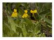 Mimulus Primuloides, Usa by Bob Gibbons Limited Edition Print