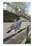 Feral Pigeon Perched On Railing In City Park, Scotland, Uk by Mark Hamblin Limited Edition Print