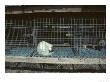 Arctic Fox In A Cage, Northeast Finland by Philippe Henry Limited Edition Pricing Art Print