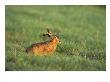 Brown Harelepus Europaeussat In Grass Meadowuk by Mark Hamblin Limited Edition Print