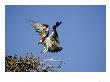 Osprey, Female Landing At Nest, Florida by Brian Kenney Limited Edition Print