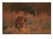 Spotted Hyena, Adult In Dawn Light, Southern Africa by Mark Hamblin Limited Edition Print