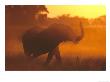 African Elephant In Dust At Sunset, Trunk Raised In Alarm, Southern Africa by Mark Hamblin Limited Edition Print
