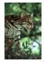Ocelot, Felis Pardalis, Endangered, Central & South America by Brian Kenney Limited Edition Pricing Art Print