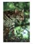 Ocelot, Felis Pardalis, Endangered, Central & South America by Brian Kenney Limited Edition Print